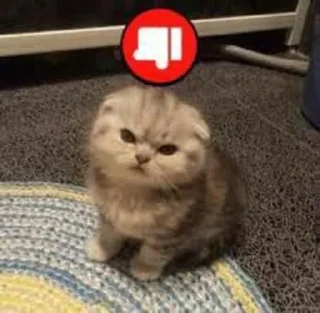 👎 emoji Cats and dogs💗 Telegram sticker 12 of 43