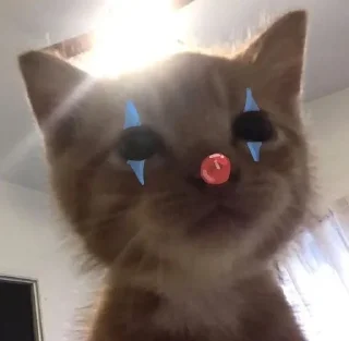 🤡 emoji Cats and dogs💗 Telegram sticker 19 of 43