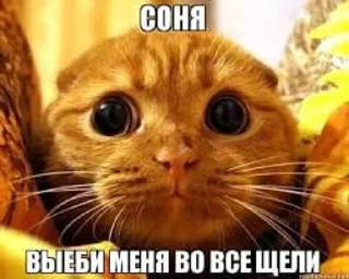 🌟 emoji Соня Telegram sticker 18 of 59