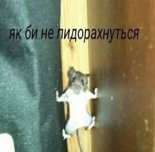 🌟 emoji МЕМНЫЕ КОТИКИ Telegram sticker 18 of 51