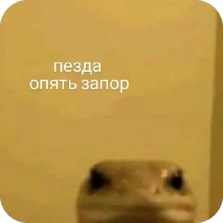 🫥 emoji МЕМНЫЕ КОТИКИ Telegram sticker 20 of 51