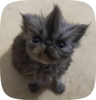 🐈‍⬛ emoji Lilnix Telegram sticker 5 of 31