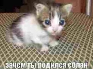 😅 emoji котики Telegram sticker 5 of 12