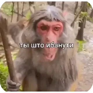 🤲 emoji поко шарит Telegram sticker 7 of 74