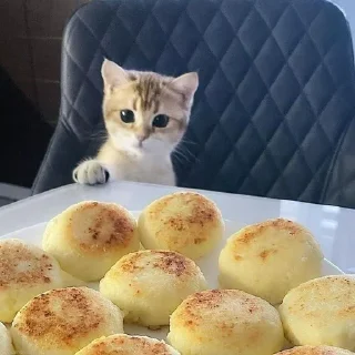 ❤️ emoji cats/Кітики Telegram sticker 21 of 45