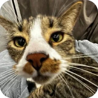 🫥 emoji Русский кот Telegram sticker 21 of 23
