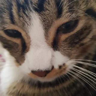 🙁 emoji Русский кот Telegram sticker 5 of 23