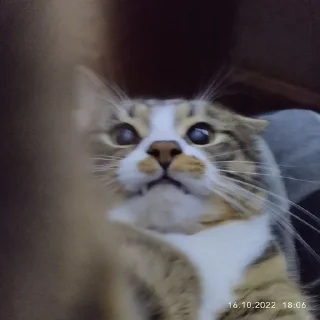😡 emoji Русский кот Telegram sticker 18 of 23
