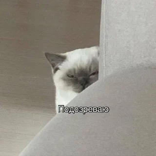 😑 emoji Котики <3 Telegram sticker 24 of 109