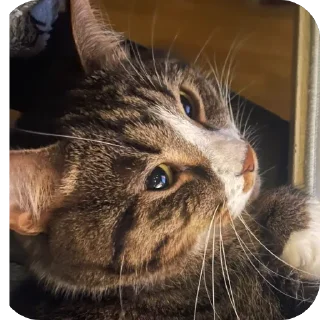 😍 emoji Русский кот Telegram sticker 23 of 23