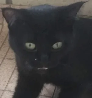🥴 emoji Люся и все-все-все Telegram sticker 13 of 118