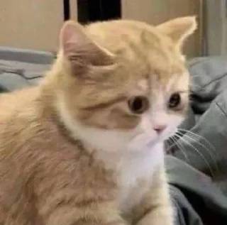 😳 emoji Котики Telegram sticker 16 of 58
