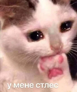🥲 emoji Котики Telegram sticker 11 of 58