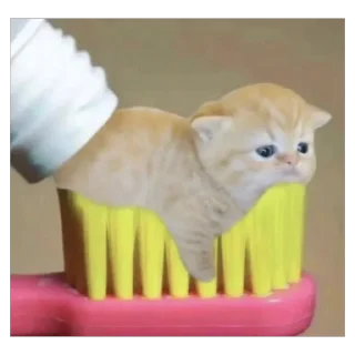 🐱 emoji эта чо Telegram sticker 23 of 120