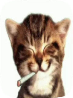 Sticker from Котики by @AgmaGedDon