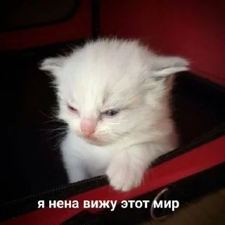 😫 emoji мур-мяу Telegram sticker 10 of 60
