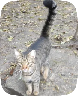 Sticker from Кошки мышки