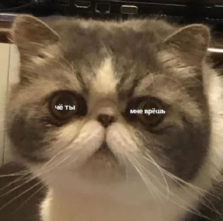 🧐 emoji мур-мяу Telegram sticker 17 of 60