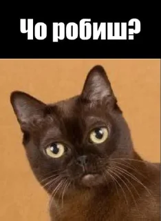 🌟 emoji Український Стікерпак Telegram sticker 13 of 47