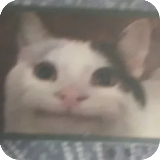🐱 emoji Мєми Telegram sticker 22 of 29