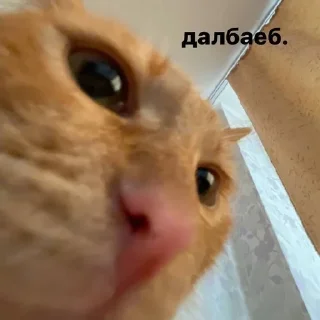 Sticker from котейка