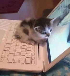 💻 emoji Kittens🫶🏻🐱 Telegram sticker 5 of 52