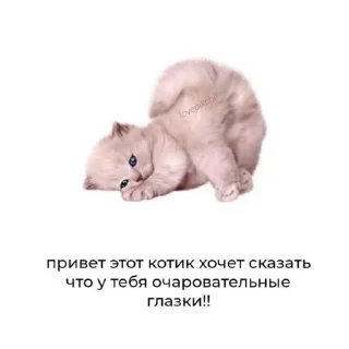 😻 emoji Пуфыстик Telegram sticker 16 of 27