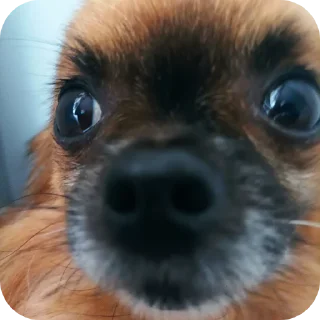 🐶 emoji Кекс Telegram sticker 14 of 27