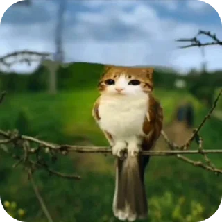 🐦 emoji Поко кайфанкл Telegram sticker 13 of 30