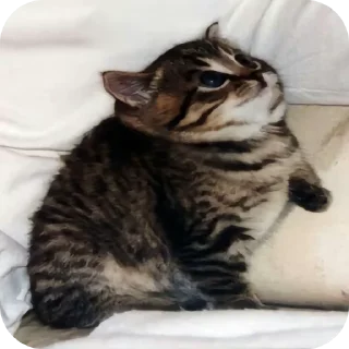 👍 emoji Поко кайфанкл Telegram sticker 24 of 30