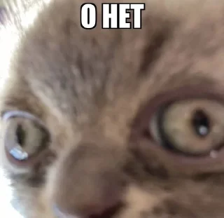 🙂 emoji коты мухаха Telegram sticker 11 of 90
