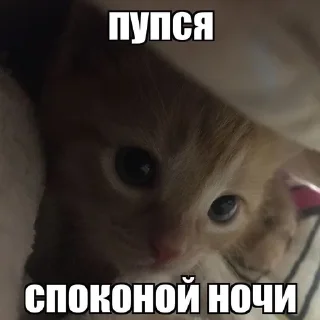 😴 emoji коты мухаха Telegram sticker 7 of 90
