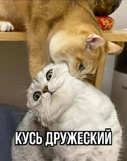 🤗 emoji Кусь Telegram sticker 7 of 10