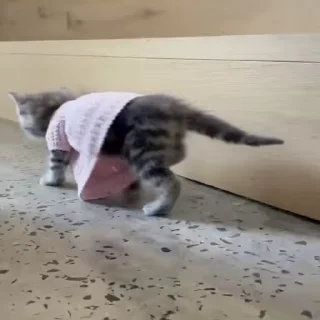 🐈 emoji Кусь-Кусь Клан | @KolyaKrishKin Telegram sticker 22 of 120