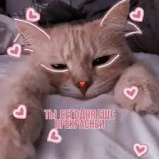 💋 emoji Котики-обормотики Telegram sticker 11 of 94
