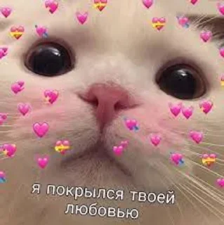 🥰 emoji Котики-обормотики Telegram sticker 20 of 94