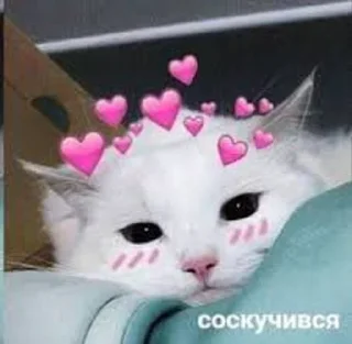 😻 emoji Котики-обормотики Telegram sticker 9 of 94