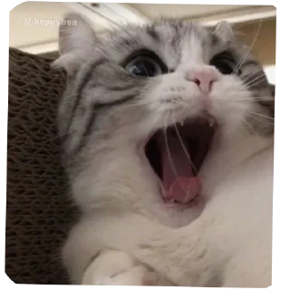 🐱 emoji стикеры какого то еблана Telegram sticker 21 of 70