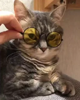 🕶 emoji кокоа 2.0 а Telegram sticker 10 of 50