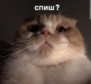 😂 emoji Груз ма етта Telegram sticker 9 of 60
