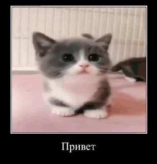 👋 emoji Демотиваторы Telegram sticker 18 of 35