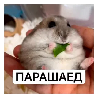 🌟 emoji хомяки ебта и тд @lieawe Telegram sticker 16 of 118