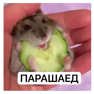 🌟 emoji хомяки ебта и тд @lieawe Telegram sticker 18 of 118