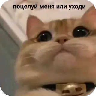 🐱 emoji Takieraznie Telegram sticker 17 of 45