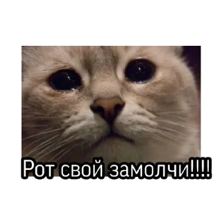😶 emoji На случай важных переговоров Telegram sticker 22 of 83