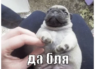 🌟 emoji реййчэл еще говно Telegram sticker 8 of 120