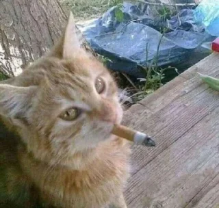 🚬 emoji Коты Telegram sticker 14 of 35