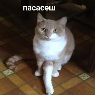 😉 emoji энгри киттенс Telegram sticker 24 of 40