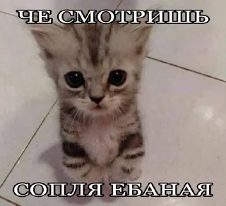 🌟 emoji очкошки Telegram sticker 10 of 120
