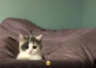 🥹 emoji котики от делии Telegram sticker 13 of 21